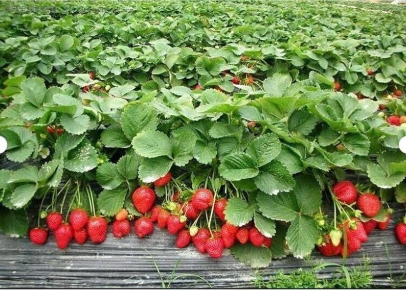 New Strawberry Giant, Larget Fruit, Everbearing 100PCS SEEDS. 3416 image 1