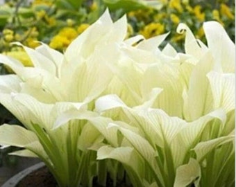 20 szt. nasion pachnącej babki Hosta Plantaginea w odcieniu ognia i lodu, biała koronka.