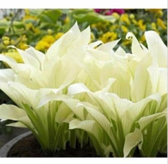 20pcs Hosta Plantaginea Fragrant Plantain Seeds Fire And Ice Shade White Lace.