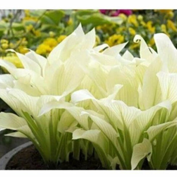 20pcs Hosta Plantaginea Fragrant Plantain Seeds Fire And Ice Shade White Lace.