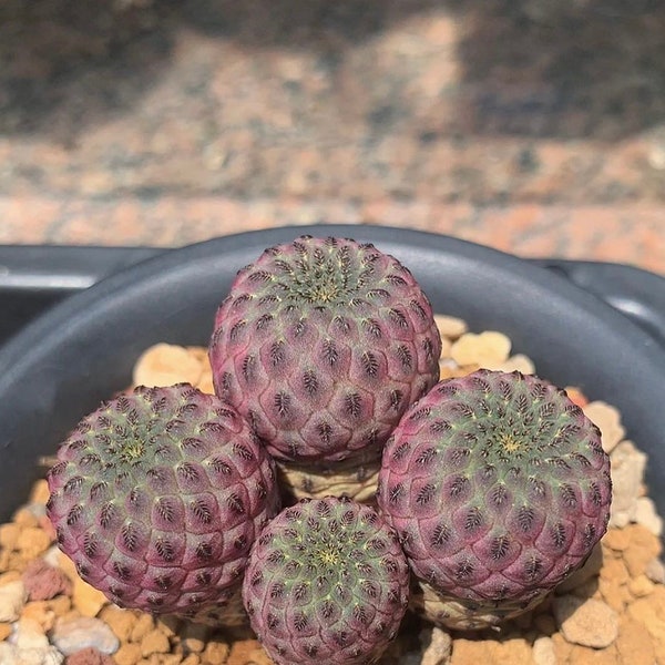 RARE Sulcorebutia Rauschii Violacidermis Rare Purple Cactus seed 50 SEEDS