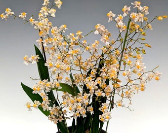 Oncidium Tsiku Marguerite