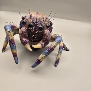 Araña saltadora - Araña saltadora pavo real