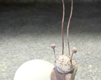 Happy little Brown Snail with a natural white Shell