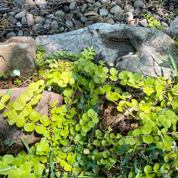 Creeping Jenny  "Goldilocks" Live Plant ground cover houseplant hanging basket  container rooted established