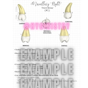 Tooth drawing Project- dental anatomy quad 1