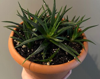 Haworthia ‘Zebra Plant’ Haworthiopsis Fasciata