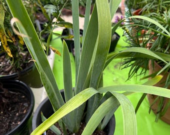 White Reblooming Bearded Iris - ‘Immortality’