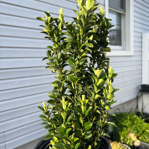 Paloma Blanca Euonymus Japonicus