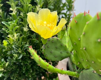 Opuntia Humifusa - Eastern Prickly Pear Pads