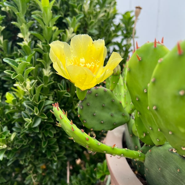 Opuntia Humifusa - Eastern Prickly Pear Pads