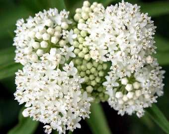 White Asclepias Incarnata ‘Ice Ballet’ Milkweed Seeds