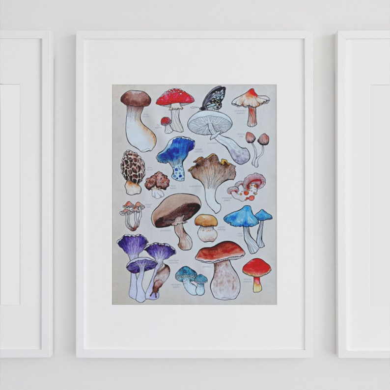 Poster, offered in various sizes, picturing a watercolor drawing of 18 different kinds of mushrooms, along with their names. Also painted into the picture are a snail and a butterfly.