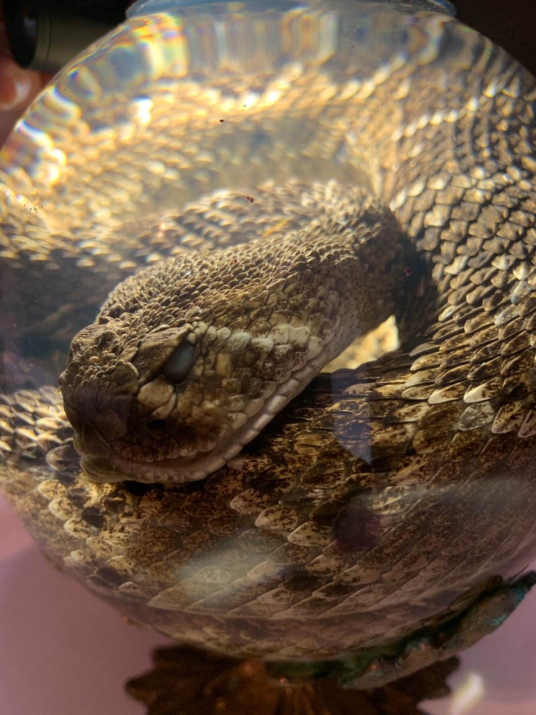 Wet Specimen Rattle Snake in Vintage Wine Decanter and Etsy