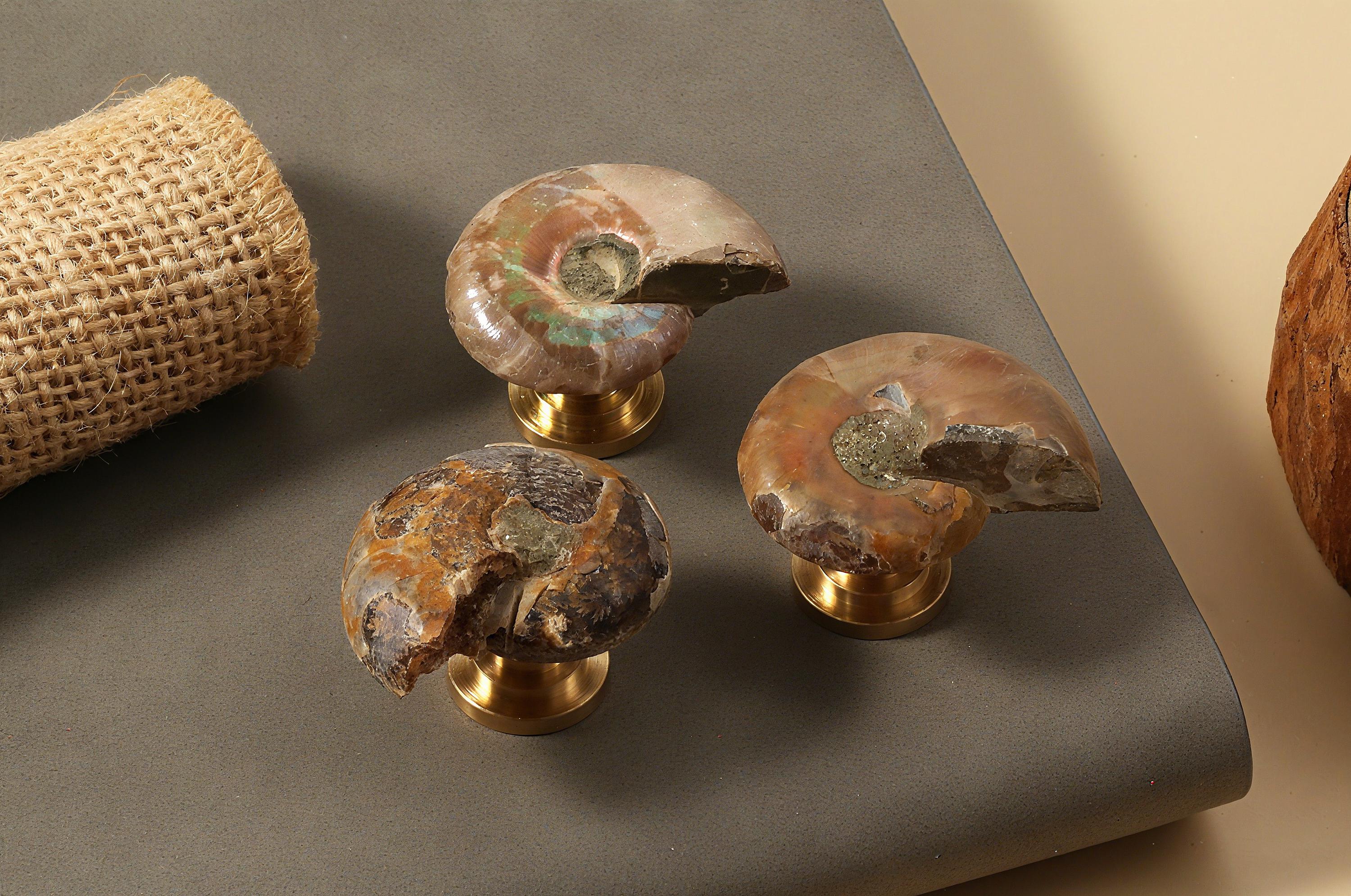 Nautilus Shell Fossils Knobs,cabinet Nursery Knob,custom Engraved ...