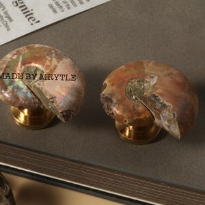 Puede incluir: Dos tiradores de armario de concha de amonita fosilizada con bases de latón. Las conchas muestran colores iridiscentes y están etiquetadas "MADE BY MRYTLE". Estos tiradores únicos añaden un toque de historia natural.