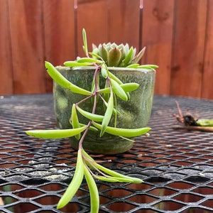 Mini Hängendes Sukkulenten Arrangement