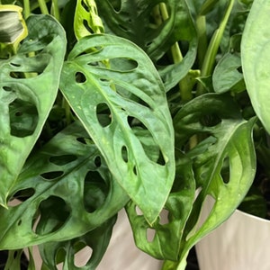 Monstera Adasonii middelgroot