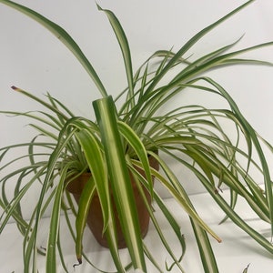 Spider Plant Medium Size