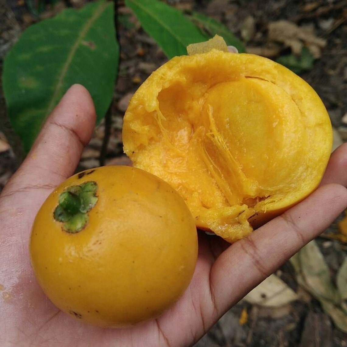 Tropical Rare Fruit Seeds MUNDU Garcinia Dulcis Taklanganak Etsy