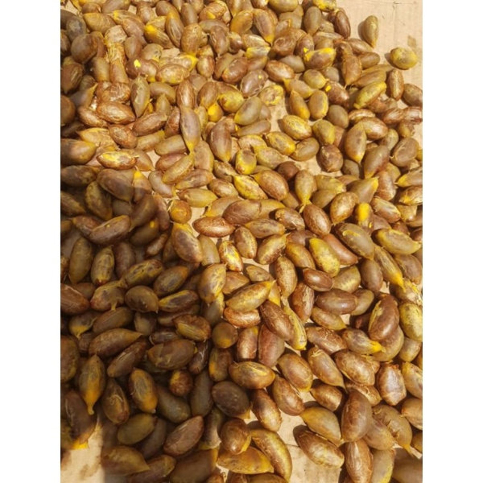 Tropical Rare Fruit Seeds MUNDU Garcinia Dulcis Taklanganak Etsy