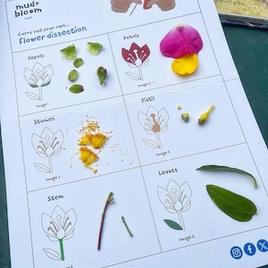 May include: A white educational sheet with the text "mud+bloom June" and "Carry out your own... Flower dissection." The sheet illustrates and labels flower parts: sepals, petals, stamen, pistil, stem, and leaves. Real flower parts are placed next to the illustrations.