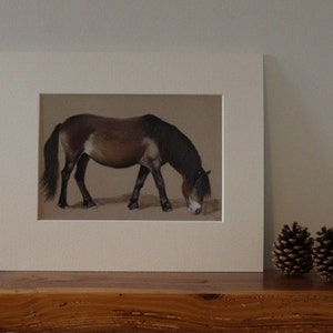 Exmoor pony print