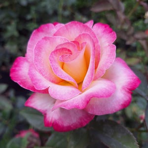 May include: A full-bloom rose featuring layered petals that transition from a soft, warm yellow at the centre to vibrant, deep pink edges. The flower displays a classic spiral structure with delicate, curved petal tips and a dense, multi-layered form.