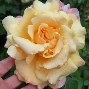 May include: A large, multi-petalled rose in shades of soft yellow and peach, featuring delicate pink-tinged edges on the outer petals. The surface of the flower is covered in small, clear water droplets, highlighting the texture of the petals.