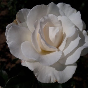 May include: A single white rose with delicate petals, blooming in full splendour. The rose is in focus, with a soft, blurred background.