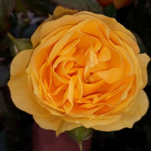 Absolutely Fabulous Floribunda Rose Bush 3ltr Pot