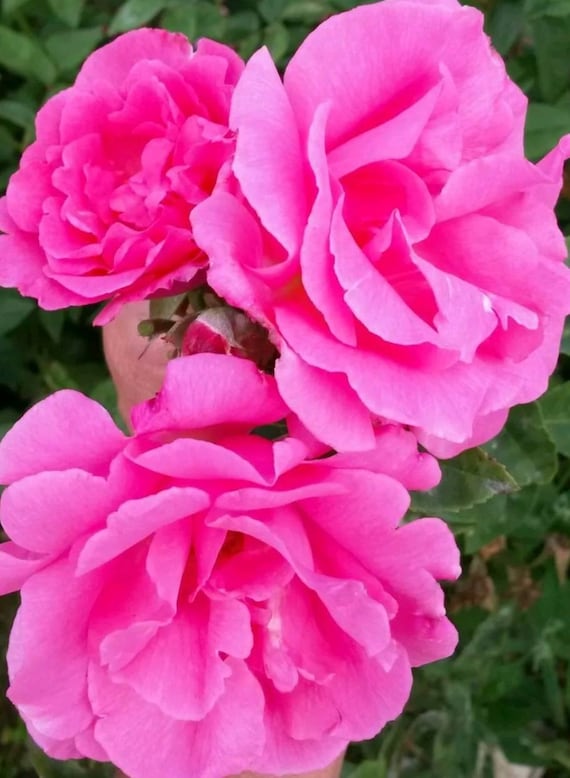Zephirine Drouhin Climbing Rose Bush Bare Root Etsy UK
