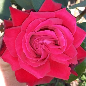 May include: A single, fully bloomed, deep red rose with a spiral centre. The rose is in focus and the background is blurred.