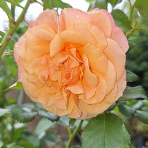 Climbing Rose 'Peach Melba' 3ltr Pot Rose of the year 2023 Free UK postage