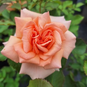 Memory Lane Floribunda Rose Bush 3ltr Pot