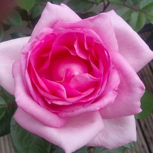 May include: A close-up of a fully bloomed pink rose. The rose has multiple layers of petals, with a deep pink centre that gradually fades to a lighter pink towards the outer edges. Green leaves are visible in the background.