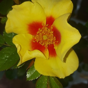 May include: A close-up shot of a yellow rose with a red centre. The petals are gently curved, and the flower is surrounded by green leaves with water droplets. A floral display, possibly in a garden.