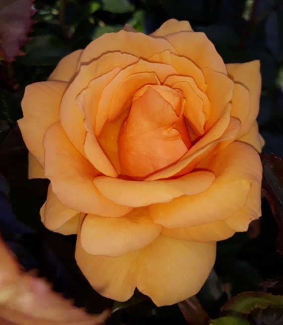 Simply the Best Hybrid Tea Rose Bush 3ltr Pot Etsy UK