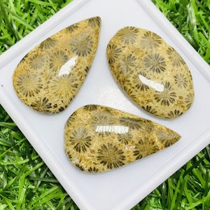 Fossil Coral Natural Fossil Coral Mix Shape Smoothies Cabochons Lot Gemstone, 99.00 Caret Size 33 mm To 37 mm For Making Jewelry,