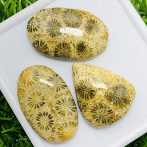 Fossil Coral Natural Fossil Coral Mix Shape Smoothies Cabochons Lot Gemstone, 83.00 Caret Size 26 mm To 31 mm For Making Jewelry,
