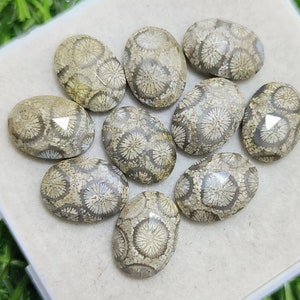Fossil Coral Natural Fossil Coral Rose Cut Oval Shape Flat Backs Lot Gemstone, 46.00 Caret Size 14x10 mm For Making Jewelry Ring Size,