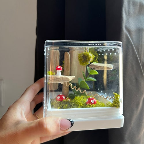 Large Deluxe Enclosure Jumping Spider Slings Tarantulas Etsy