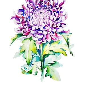 Chrysanthemum Print · Chrysanthemum Watercolor Print · Chrysanthemum Wall Art · Chrysanthemum Wall Decor