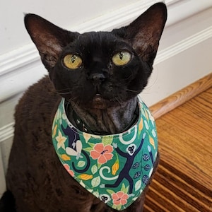 May include: A black cat with a short, curly coat wearing a green bandana with a monkey and floral print.