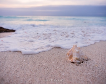 Travel / Mexico / Close up of a Seashell along the Seashore