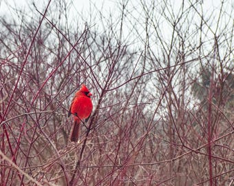 Animals / Cardinal perched in a tree in the Winter at Hendrie Valley