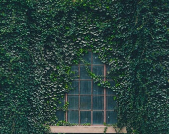 Nature / Overgrown Window with Vines
