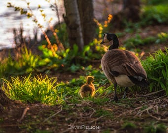 Animals / Canadian Goose with Gosling - Photography Print / Wall Art