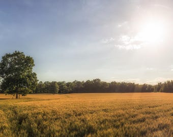 Natural Landscape / Summer’s Harvest