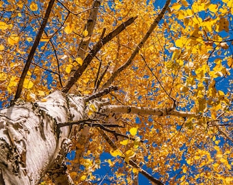 Seasonal / Autumn / Birch Tree with Yellow Leaves - Photography Print / Wall Art